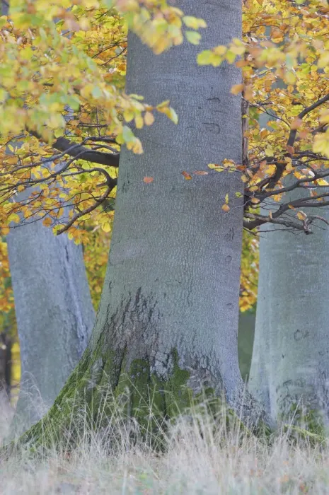 Framed Print : Base of European beech (Fagus sylvatica) trees, Klampenborg Dyrehaven, Denmark, October Framed Print : Base of European beech (Fagus sylvatica) trees, Klampenborg Dyrehaven, Denmark, October
