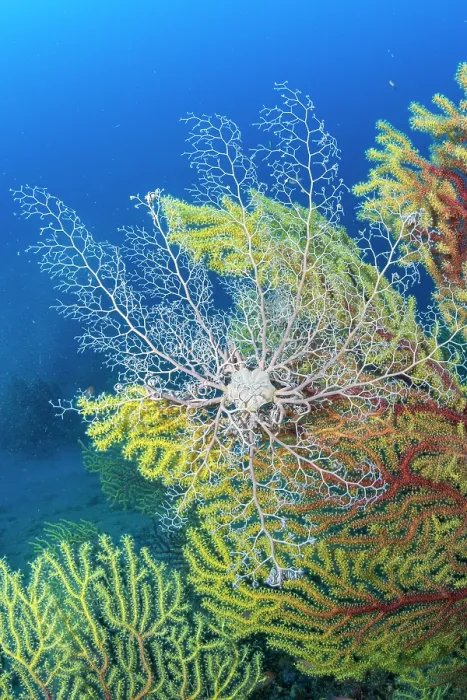 Framed Print : Basket star (Astrospartus mediterraneus) on seafan, Bicolor red gorgonian (Paramuricea clavata), Ventimiglia, Italy, Ligurian Sea, Mediterranean Sea Framed Print : Basket star (Astrospartus mediterraneus) on seafan, Bicolor red gorgonian (Paramuricea clavata), Ventimiglia, Italy, Ligurian Sea, Mediterranean Sea