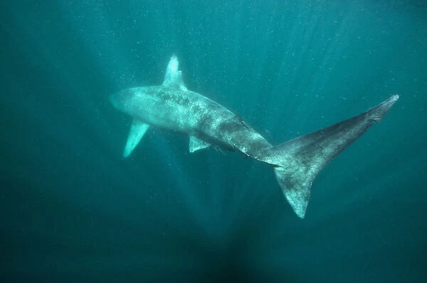 Basking shark (Cetorhinus maximus) disappears back into the blue in the surface waters