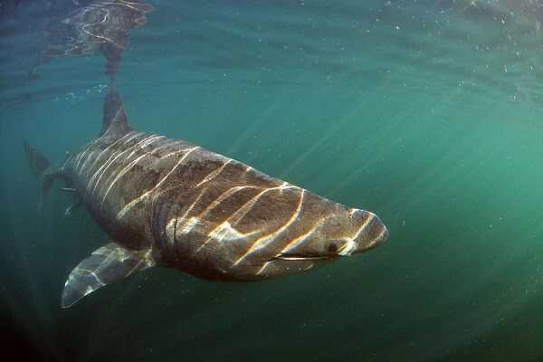 Basking shark (Cetorhinus maximus) swimming just below the surface with light patterns on body