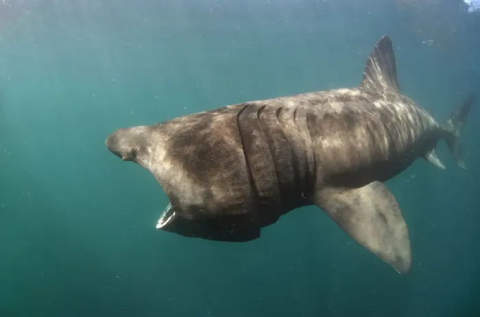 Framed Print : Basking shark (Cetorhinus maximus) feeding, Mull, Scotland, June 2009 Framed Print : Basking shark (Cetorhinus maximus) feeding, Mull, Scotland, June 2009