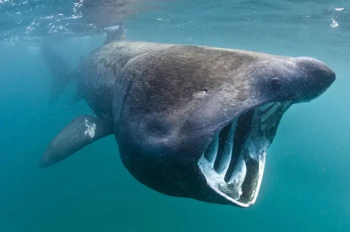 Framed Print : Basking shark (Cetorhinus maximus) feeding in open water, Cornwall, England, UK, June
