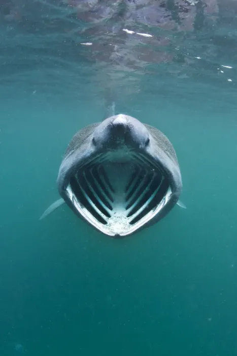 Framed Print : Basking shark (Cetorhinus maximus) with mouth wide open feeding on plankton concentrated Framed Print : Basking shark (Cetorhinus maximus) with mouth wide open feeding on plankton concentrated
