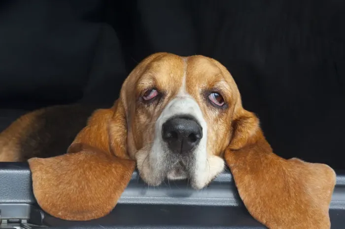 Framed Print : Basset hound, portrait, resting head on back of car, eyes half closed, UK Framed Print : Basset hound, portrait, resting head on back of car, eyes half closed, UK