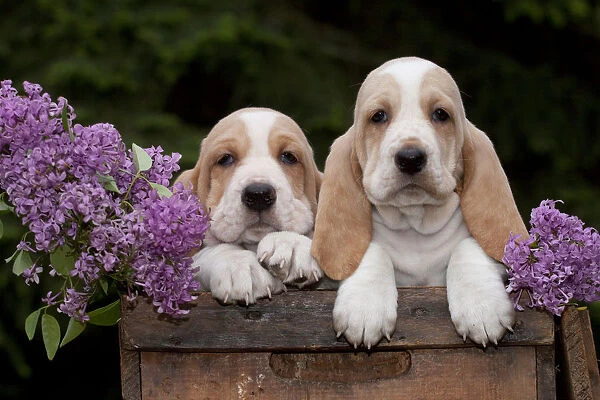 Two Basset Hound puppies with purple flowers in antique wooden box; Marengo, Illinois