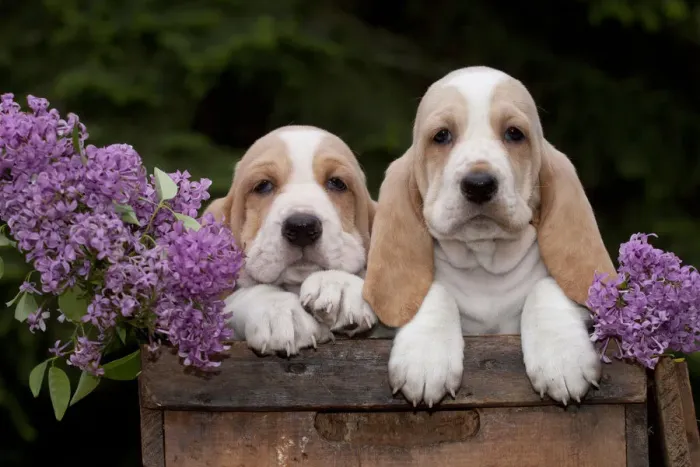 Framed Print : Two Basset Hound puppies with purple flowers in antique wooden box; Marengo, Illinois Framed Print : Two Basset Hound puppies with purple flowers in antique wooden box; Marengo, Illinois