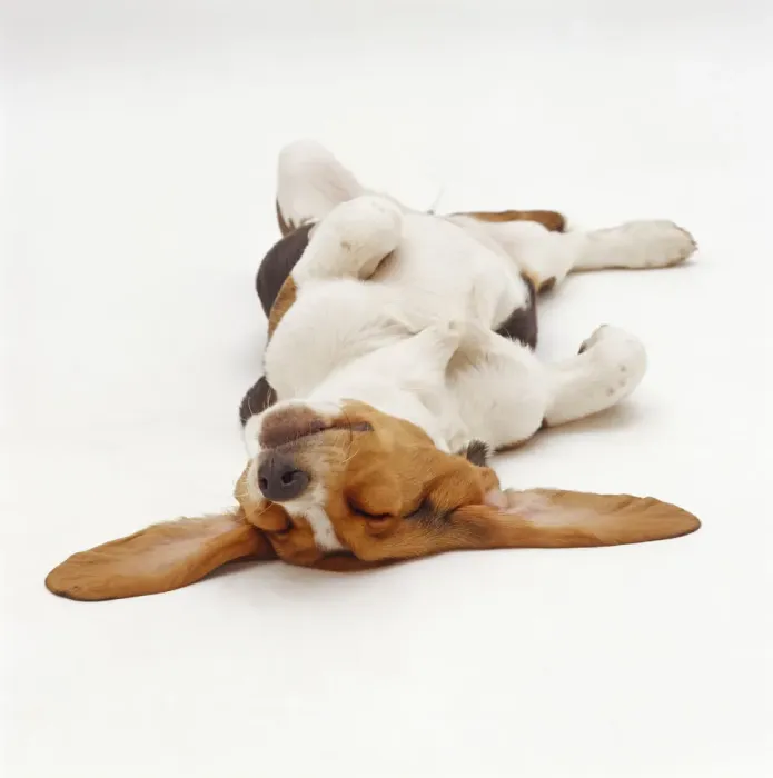 Framed Print : Basset Hound, sleeping upside down with ears spread Framed Print : Basset Hound, sleeping upside down with ears spread