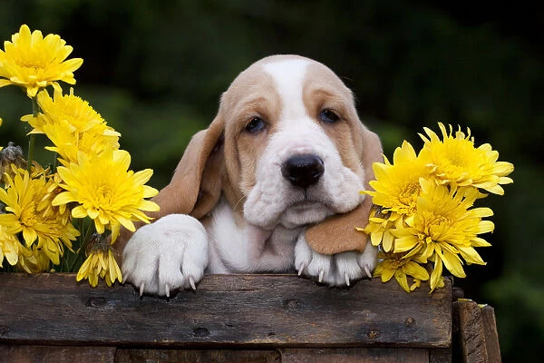 Basset puppy with yellow Chrysanthemums in antique wooden box. USA