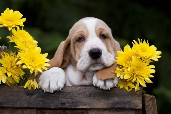 Framed Print : Basset puppy with yellow Chrysanthemums in antique wooden box. USA Framed Print : Basset puppy with yellow Chrysanthemums in antique wooden box. USA