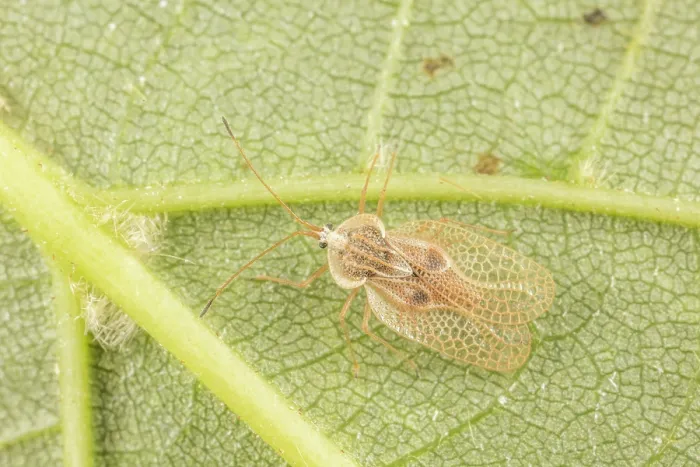 Framed Print : Basswood lacebug (Gargaphia tiliae) on American basswood (Tilia americana) leaf, Pennsylvania, USA. July