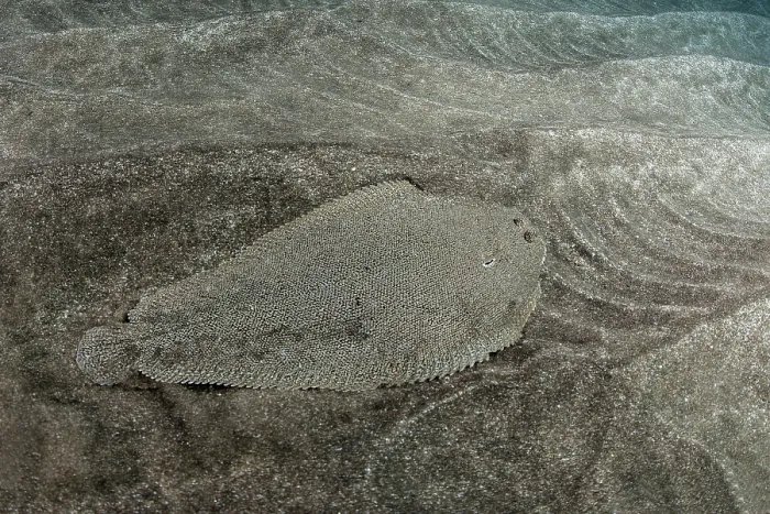 Framed Print : Bastard sole (Microchirus azevia) camouflaged on seabed, Tenerife, Canary Islands, Atlantic Ocean Framed Print : Bastard sole (Microchirus azevia) camouflaged on seabed, Tenerife, Canary Islands, Atlantic Ocean