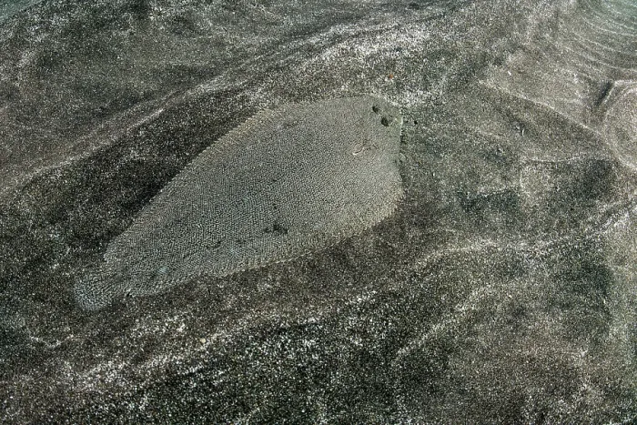 Framed Print : Bastard sole (Microchirus azevia) camouflaged on seabed, Tenerife, Canary Islands, Atlantic Ocean Framed Print : Bastard sole (Microchirus azevia) camouflaged on seabed, Tenerife, Canary Islands, Atlantic Ocean