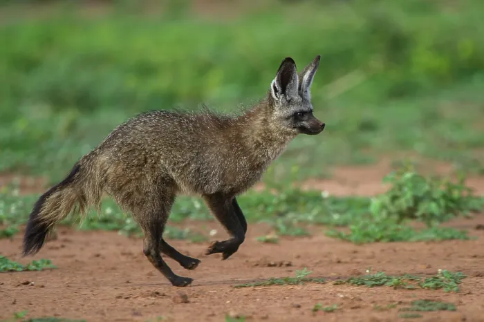 Framed Print : Bat-eared fox (Otocyon megalotis) running, Marataba, Marakele National Park, Limpopo Province, South Africa Framed Print : Bat-eared fox (Otocyon megalotis) running, Marataba, Marakele National Park, Limpopo Province, South Africa