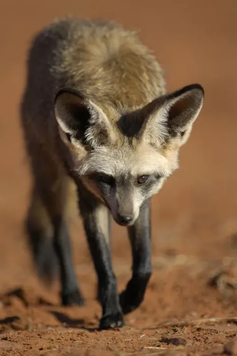 Framed Print : Bat-eared fox (Otocyon megalotis) walking, Namib-Naukluft National Park, Namib Desert Framed Print : Bat-eared fox (Otocyon megalotis) walking, Namib-Naukluft National Park, Namib Desert