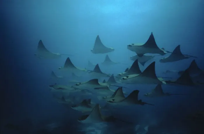 Framed Print : Bat rays (Myliobatis californica) schooling, Redondo Rock, Galapagos Is Framed Print : Bat rays (Myliobatis californica) schooling, Redondo Rock, Galapagos Is