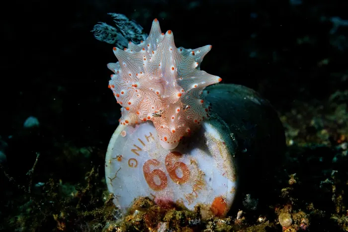 Framed Print : Batangas halgerda (Halgerda batangas) nudibranch crawling over a discarded plastic rubbish, Lembeh Strait, North Sulawesi, Indonesia, Pacific Ocean Framed Print : Batangas halgerda (Halgerda batangas) nudibranch crawling over a discarded plastic rubbish, Lembeh Strait, North Sulawesi, Indonesia, Pacific Ocean