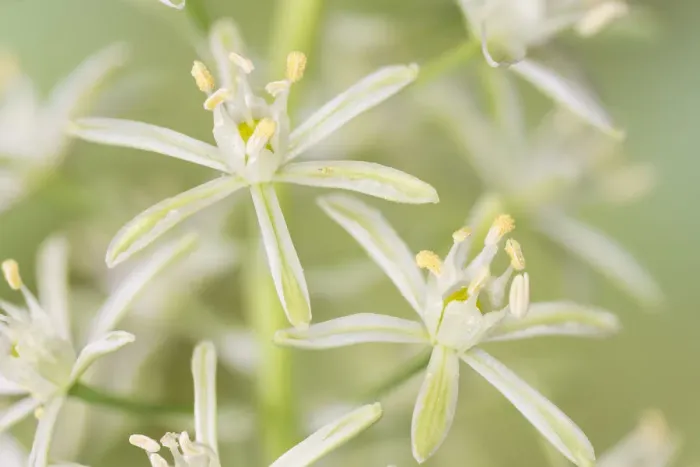 Framed Print : Bath asparagus or spiked star of Bethlehem, (Ornithogalum pyrenaicum) at Cleeve Wood Framed Print : Bath asparagus or spiked star of Bethlehem, (Ornithogalum pyrenaicum) at Cleeve Wood