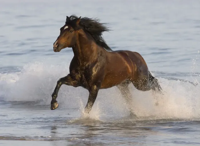 Framed Print : Bay Azteca stallion (Andalusian and Quarter Horse cross) running onto beach from waves Framed Print : Bay Azteca stallion (Andalusian and Quarter Horse cross) running onto beach from waves