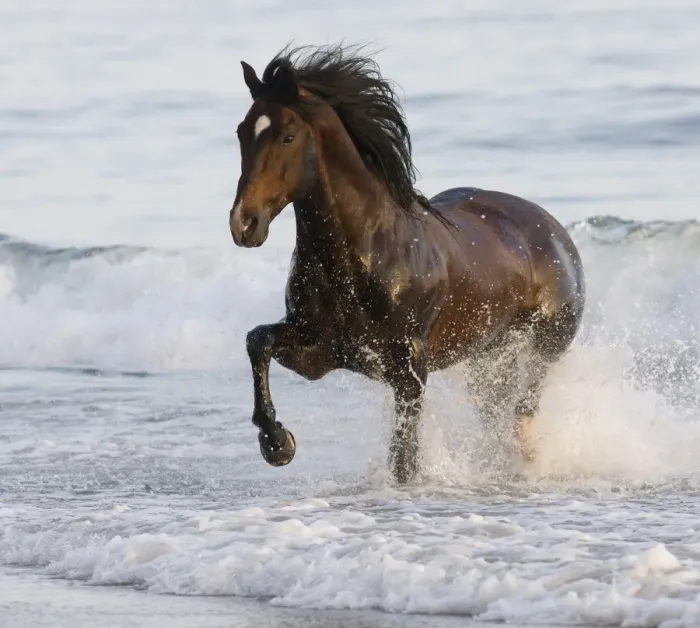 Framed Print : Bay Azteca stallion (Andalusian and Quarter Horse cross) trotting onto beach from waves Framed Print : Bay Azteca stallion (Andalusian and Quarter Horse cross) trotting onto beach from waves