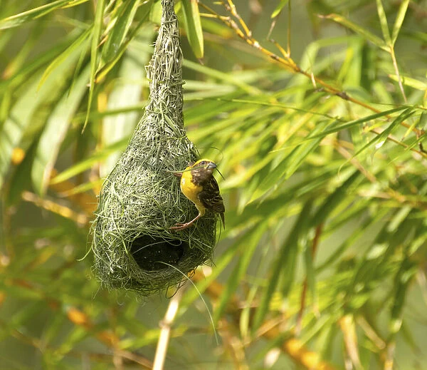 Baya weaver (Ploceus philippinus) breeding male nest building, rural Karantaka, India