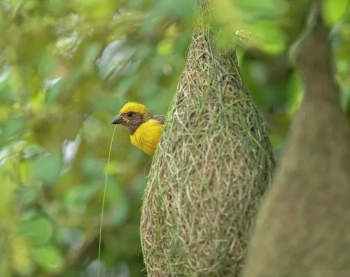 Framed Print : Baya weaver (Ploceus philippinus) male, weaving nest during the breeding season, Uran, Maharashtra, India Framed Print : Baya weaver (Ploceus philippinus) male, weaving nest during the breeding season, Uran, Maharashtra, India