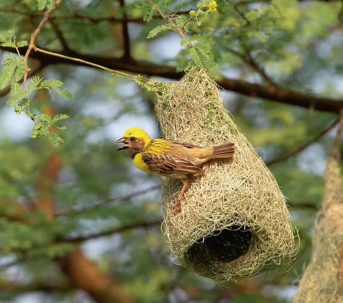 Framed Print : Baya weaver (Ploceus philippinus) male perched on hanging nest, Rajasthan, India Framed Print : Baya weaver (Ploceus philippinus) male perched on hanging nest, Rajasthan, India
