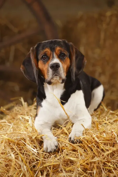 Framed Print : Beagle, bitch resting on hay bale in straw Framed Print : Beagle, bitch resting on hay bale in straw