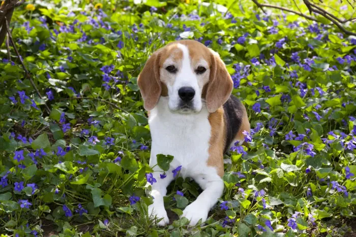 Framed Print : Beagle hound in wild purple Violets, Arcadia, Wisconsin, USA Framed Print : Beagle hound in wild purple Violets, Arcadia, Wisconsin, USA