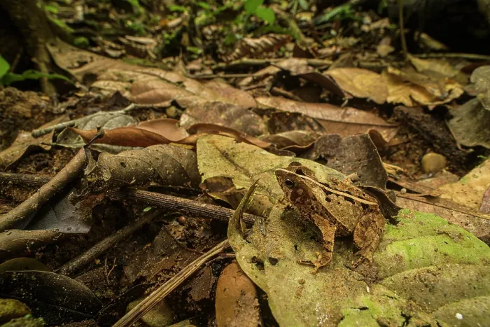 Framed Print : Beaked frog (Rhinella sp.) sitting on leaf on forest floor and looking around, Los Amigos Biological Station, Peru Framed Print : Beaked frog (Rhinella sp.) sitting on leaf on forest floor and looking around, Los Amigos Biological Station, Peru