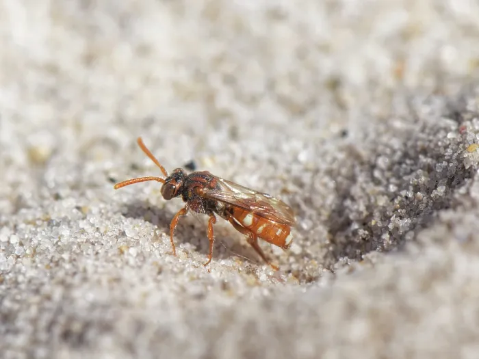 Framed Print : Bear-clawed nomad bee (Nomada baccata) female, emerging from a nest burrow of host species, the Small sandpit mining bee (Andrena argentata), in a loose sandy area of heathland Framed Print : Bear-clawed nomad bee (Nomada baccata) female, emerging from a nest burrow of host species, the Small sandpit mining bee (Andrena argentata), in a loose sandy area of heathland