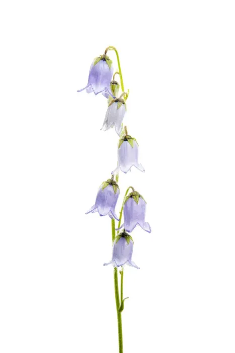 Framed Print : Bearded bellfower (Campanula barbata) in flower, Fliess, Naturpark Kaunergrat, Tirol