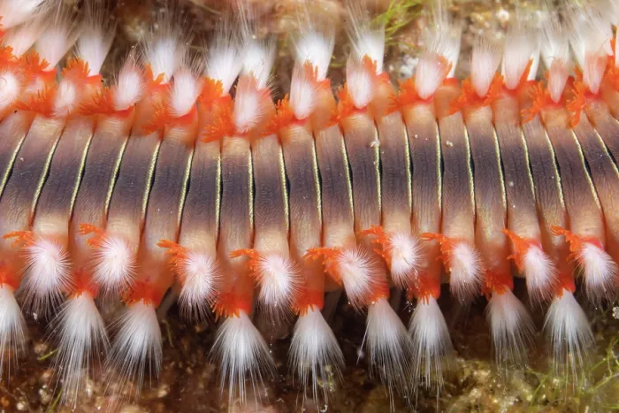 Framed Print : Bearded fireworm (Hermodice carunculata) close up, Vis Island, Croatia, Adriatic Sea Framed Print : Bearded fireworm (Hermodice carunculata) close up, Vis Island, Croatia, Adriatic Sea
