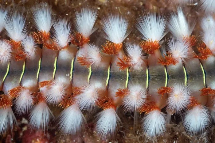 Framed Print : Bearded fireworm (Hermodice carunculata) close up, Vis Island, Croatia, Adriatic Sea Framed Print : Bearded fireworm (Hermodice carunculata) close up, Vis Island, Croatia, Adriatic Sea