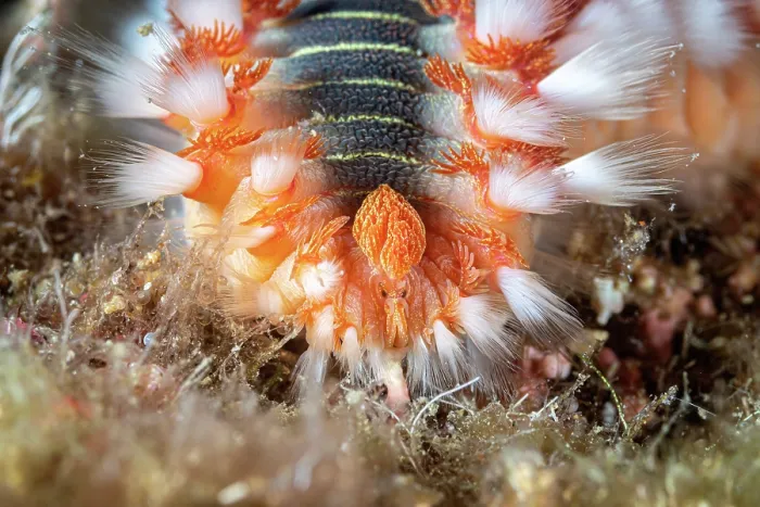 Framed Print : Bearded fireworm (Hermodice carunculata) feeding on fish eggs, close up, Vis Island, Croatia, Adriatic Sea Framed Print : Bearded fireworm (Hermodice carunculata) feeding on fish eggs, close up, Vis Island, Croatia, Adriatic Sea