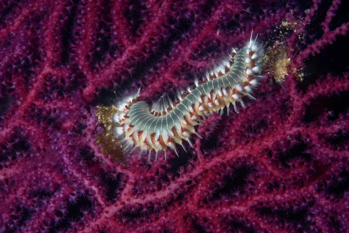 Framed Print : Bearded fireworm (Hermodice carunculata) feeding on a Red sea fan (Paramuricea clavata), Vis Island, Croatia, Adriatic Sea Framed Print : Bearded fireworm (Hermodice carunculata) feeding on a Red sea fan (Paramuricea clavata), Vis Island, Croatia, Adriatic Sea