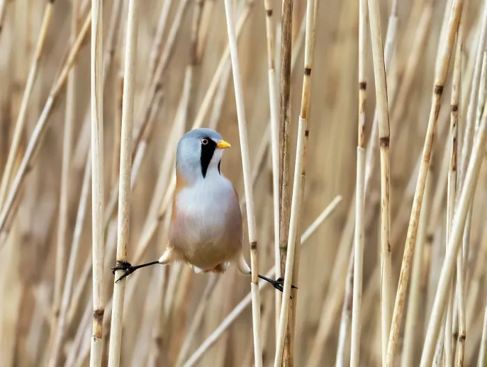 Framed Print : Bearded reedling (Panurus biarmicus) male, straddled between reeds in reedbed, Leighton moss, Silverdale, Lancashire, UK. November Framed Print : Bearded reedling (Panurus biarmicus) male, straddled between reeds in reedbed, Leighton moss, Silverdale, Lancashire, UK. November