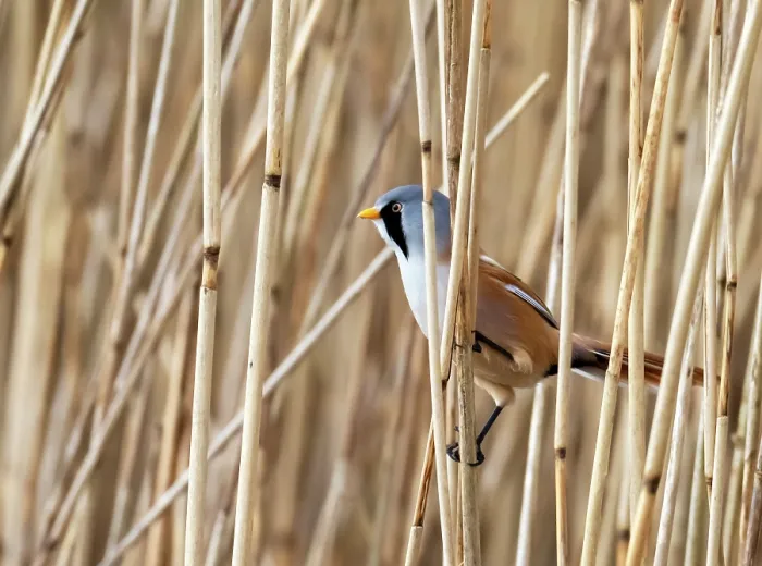 Framed Print : Bearded reedling (Panurus biarmicus) male, perched among reeds in reedbed, Leighton moss, Silverdale, Lancashire, UK. November Framed Print : Bearded reedling (Panurus biarmicus) male, perched among reeds in reedbed, Leighton moss, Silverdale, Lancashire, UK. November