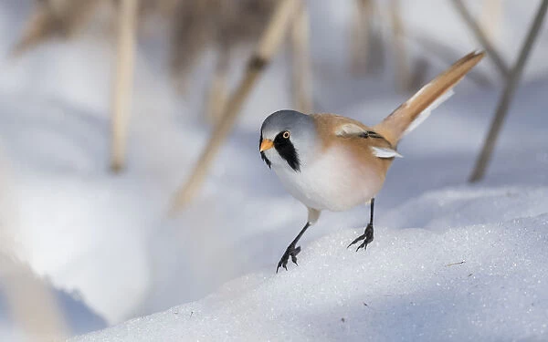 Bearded reedling  /  tit (Panurus biarmicus), male in snow, Finland, March