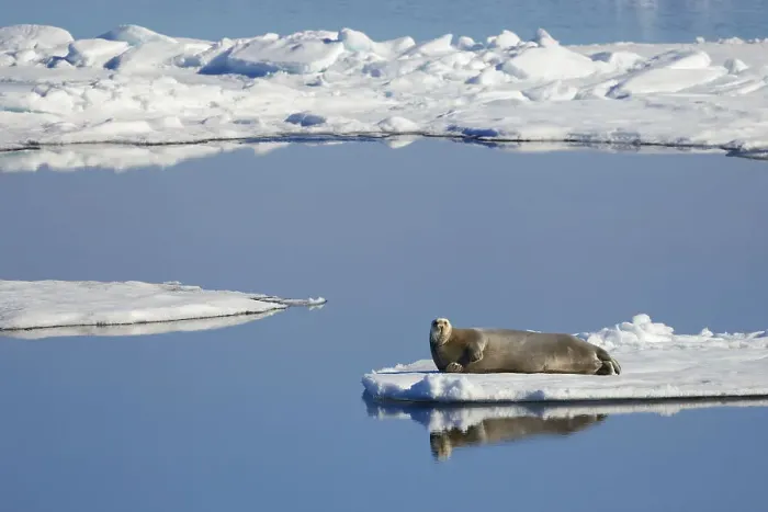 Framed Print : Bearded seal (Erignathus barbatus) resting on section of remaining ice as surrounding sea ice melts in high temperatures, Arctic Sea, Svalbard Islands, Norway. 7th July, 2022 Framed Print : Bearded seal (Erignathus barbatus) resting on section of remaining ice as surrounding sea ice melts in high temperatures, Arctic Sea, Svalbard Islands, Norway. 7th July, 2022