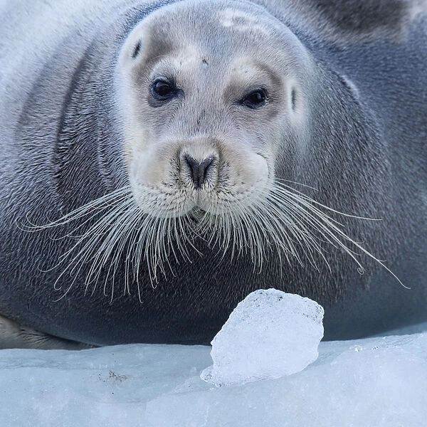 Bearded seal (Erignathus barbatus) hauled out on ice, Spitsbergen, Svalbard, Norway, September