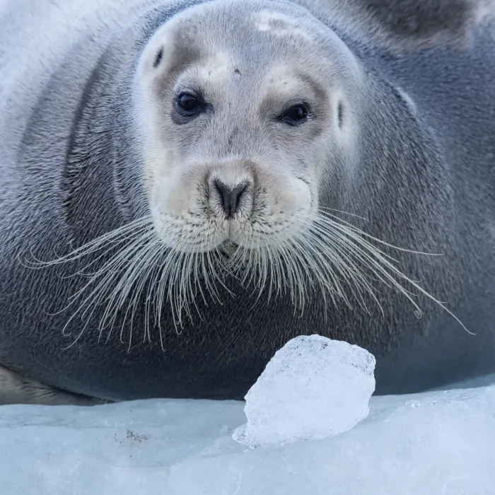 Framed Print : Bearded seal (Erignathus barbatus) hauled out on ice, Spitsbergen, Svalbard, Norway, September Framed Print : Bearded seal (Erignathus barbatus) hauled out on ice, Spitsbergen, Svalbard, Norway, September