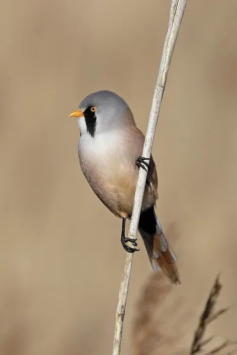 Framed Print : Bearded tit (Panurus biarmicus) male, perched on reed, Minsmere, Suffolk, UK. March Framed Print : Bearded tit (Panurus biarmicus) male, perched on reed, Minsmere, Suffolk, UK. March