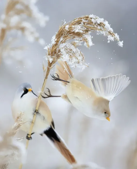 Framed Print : Bearded Tit / Reedling (Panurus biarmicus) pair, female taking off a reed, Espoo Framed Print : Bearded Tit / Reedling (Panurus biarmicus) pair, female taking off a reed, Espoo