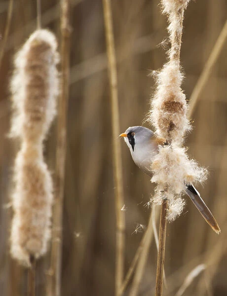 Bearded tit  /  reedling  /  parrotbill (Panurus biarmicus) adult male perched on Bullrush
