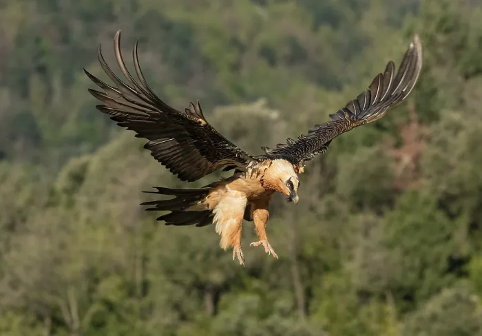 Framed Print : Bearded vulture (Gypaetus barbatus) in flight, coming in to land at feeding site, with wooded hillside behind, Lamiana, Aragon, Spanish Pyrenees, Spain. April Framed Print : Bearded vulture (Gypaetus barbatus) in flight, coming in to land at feeding site, with wooded hillside behind, Lamiana, Aragon, Spanish Pyrenees, Spain. April