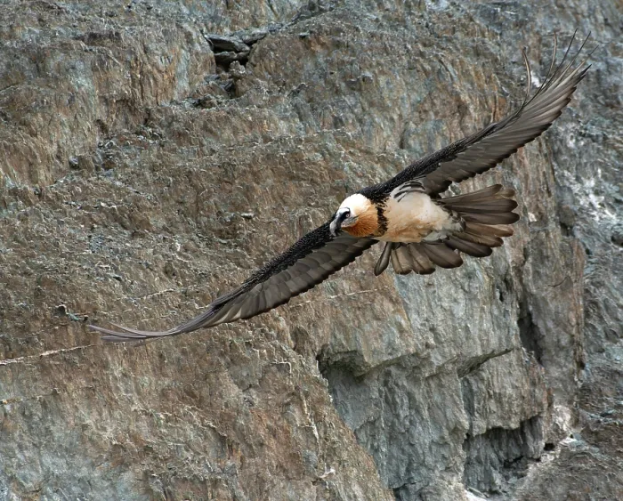Framed Print : Bearded vulture (Gypaetus barbatus) in flight, Hanle, Ladakh, India