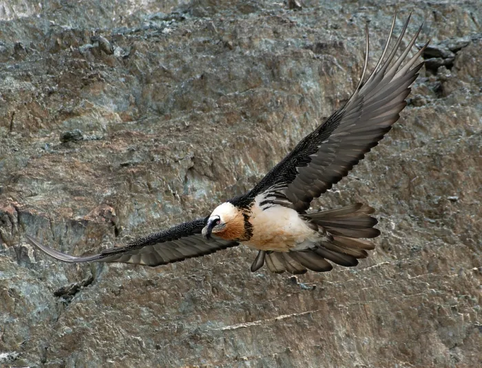 Framed Print : Bearded vulture (Gypaetus barbatus) in flight, Hanle, Ladakh, India Framed Print : Bearded vulture (Gypaetus barbatus) in flight, Hanle, Ladakh, India