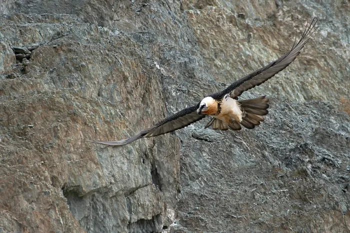 Framed Print : Bearded vulture (Gypaetus barbatus) in flight, Hanle, Ladakh, India Framed Print : Bearded vulture (Gypaetus barbatus) in flight, Hanle, Ladakh, India