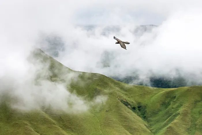 Framed Print : Bearded vulture (Gypaetus barbatus) in flight over misty Drakensberg escarpment, Eastern Cape, South Africa