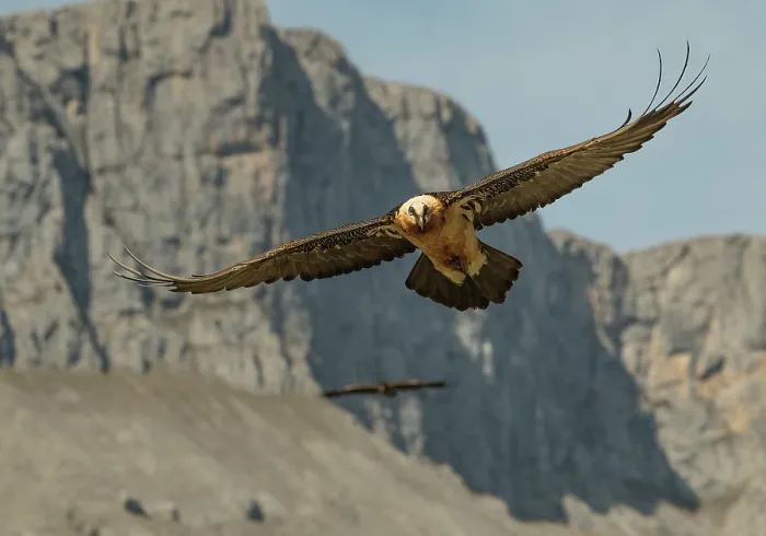 Framed Print : Bearded vulture (Gypaetus barbatus) in flight with mountain crags behind. Juvenile bird following behind, Lamiana, Aragon, Spanish Pyrenees, Spain. April Framed Print : Bearded vulture (Gypaetus barbatus) in flight with mountain crags behind. Juvenile bird following behind, Lamiana, Aragon, Spanish Pyrenees, Spain. April